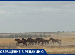«Едва отделались от травм»: встреча с табуном лошадей едва не стоила семье из Ставрополья жизни