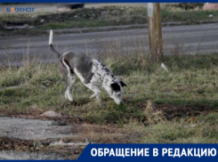 «Началась рвота и судороги»: волна массовых отравлений собак накрыла Промышленный район Ставрополя 