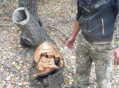Браконьеры незаконно вырубили деревьев на 1 миллион рублей на «Мамайской даче» в Ставрополе