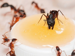 Нашедшей  живого муравья в салате посетительнице заявили, что он туда «залетел» сам