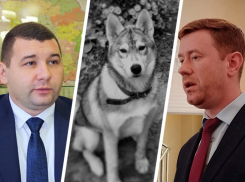 Эвакуация, издевательство над животными и наказание экс-министра: что волновало ставропольцев в конце марта