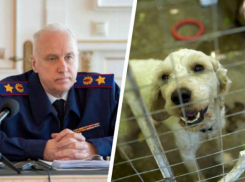 После нападения собаки на ставропольчанку Александр Бастрыкин начал следить за расследованием дела