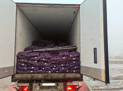 Груши под видом картофеля пытались провезти на Ставрополье