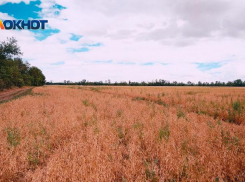 Устроили свалку и нелегально распахали землю рабочие на Ставрополье