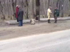 Косуля попала под колеса автомобиля около Ставрополя