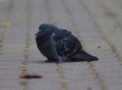 Совсем не зимнее тепло пригреет ставропольцев в начале февраля