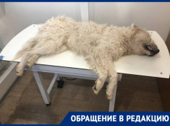 «Собаки умирали на глазах детей»: жители Михайловска уже 2 года страдают от живодера