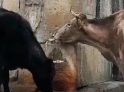 Кисловодские телки на нарзанном источнике вызвали споры у местных жителей 