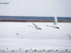 Новые случаи гибели почти 500 диких птиц выявили на Ставрополье из-за отравления пестицидами 