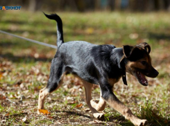 В ставропольских школах не появятся ультразвуковые отпугиватели для животных