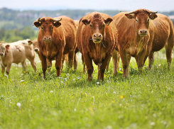 В Нефтекумском районе ввели карантин по бешенству