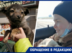 Бездомная ставропольчанка на трассе нашла двух брошенных на смерть щенков в мешке