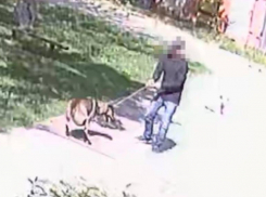 Обступили двор кольцом и вытащили за гаражи: волонтеры Михайловска забили тревогу из-за убийства животного