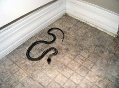 Змеи атаковали дома жителей Кисловодска
