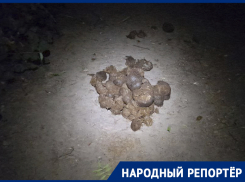 Бизнесмены из Ставрополя оставили после себя фекалии в лесу