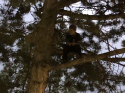 Ребенок залез на 8-метровое дерево в Кисловодске и застрял 