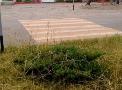 Ведущий в траву пешеходный переход возмутил жителей Буденновска