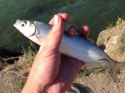 Где можно бесплатно порыбачить в окрестностях Ставрополя: топ мест с отзывами