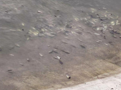 Мертвую рыбу продолжают находить в водоемах Ставропольского края 