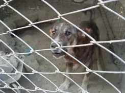 Житель Ставрополья заморил голодом двух собак до смерти