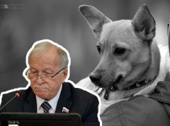 Депутаты Ставрополья поддержали законопроект об умерщвлении бездомных животных