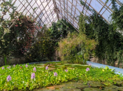 Накрапывающий дождь и 17 градусов тепла пообещали синоптики ставропольцам 29 марта