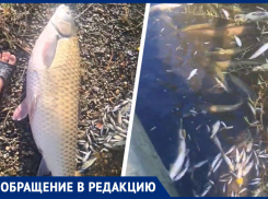 «Рыба ползет к берегу и ищет спасения»: озеро Барсуки усеяно погибшими обитателями 
