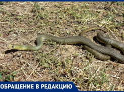 Змеи и крысы с замороженной стройки беспокоят жителей Ессентуков