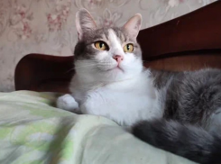 Стало известно, как будут выявлять нечипированных животных в Ставропольском крае