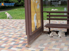 Мэр Иван Ульянченко получил нагоняй от прокуратуры из-за нападения бездомных собак на детей в Ставрополе