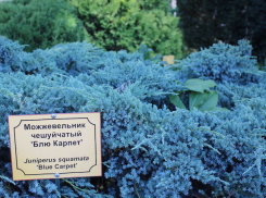 «Любимчиков нет, я же не могу обидеть растение», — директор ставропольского ботсада о своих зеленых «детях»