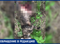 Загрызли и разорвали: жительница Ставрополья похоронила кошку после нападения бродячих собак