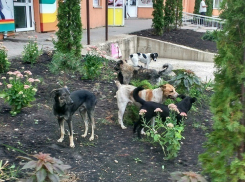 Агрессивная стая бродячих собак нападает на прохожих на Юго-Западе Ставрополя