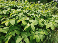 Разрушающий фундаменты домов сорняк обнаружили в Кисловодске