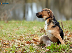 Трехлетней девочке выплатили 30 тысяч компенсации за укусы собаки на Ставрополье