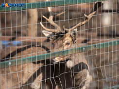 Администрация Ставрополя будет более усиленно искать дом для зоопарка «Берендеево»