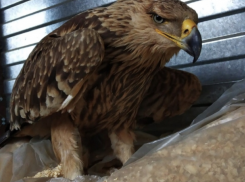 Браконьеры подстрелили орла из Красной книги в Будённовске