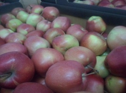 Почти тонну польских яблок сожгли на мусоросжигательном заводе Ставрополья