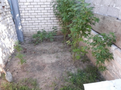   Плантацию конопли разбил у себя в огороде житель Ставрополья