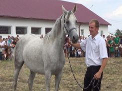 Семья из Ставрополя выиграла в лотерее арабского скакуна