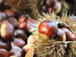 Глава Железноводска призвал гостей города-курорта не есть местные каштаны