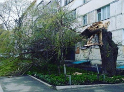 Сломанное дерево свалилось на газон и дорогу в Ставрополе