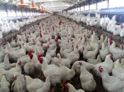 Около 670 млн рублей направят на производство бройлеров на Ставрополье