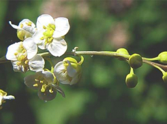 Растущий на Бештау и Развалке катран коктебельский исчезает из-за перевыпаса на Ставрополье