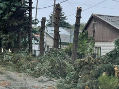 Аллею с тридцатилетними елями в Ставрополе пустили под топор