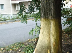 При ремонте тротуара на дублере Доваторцев в Ставрополе повредили деревья 