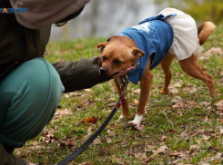 Ребенок-инвалид получит моральную компенсацию после нападения собаки на Ставрополье