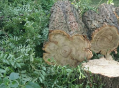 Зачем спилили здоровые деревья? - жители Ставрополя не поверили заключению городской комиссии