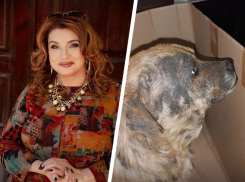 «Я потеряла покой»: ведущая «Битвы экстрасенсов» рассказала о судьбе найденной ею собаки на Ставрополье