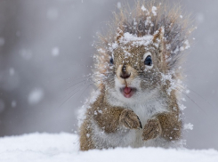 Дождь со снегом ждут ставропольцев во вторник
